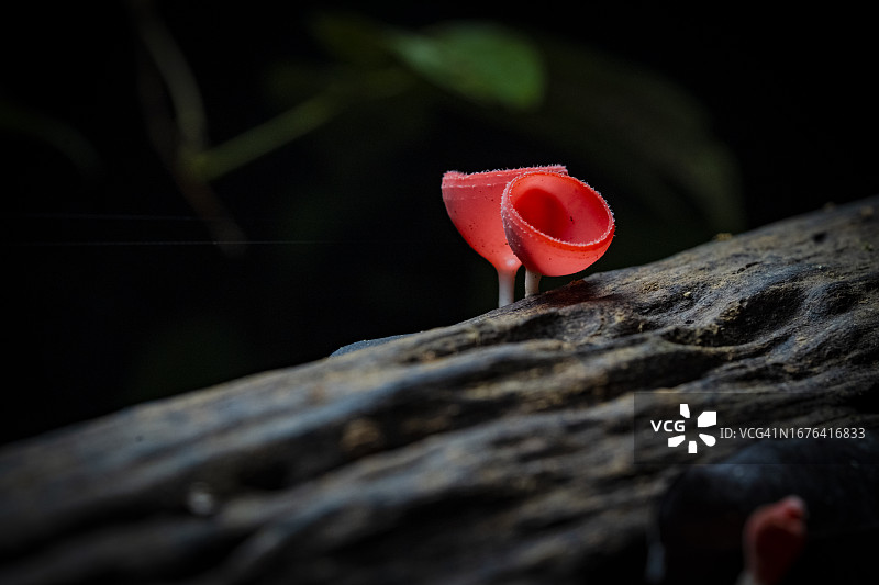 黑暗中的红色盘菌图片素材