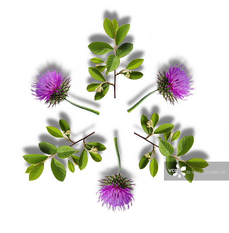 白色背景上带有阴影的圆形粉色花朵与绿叶图片素材