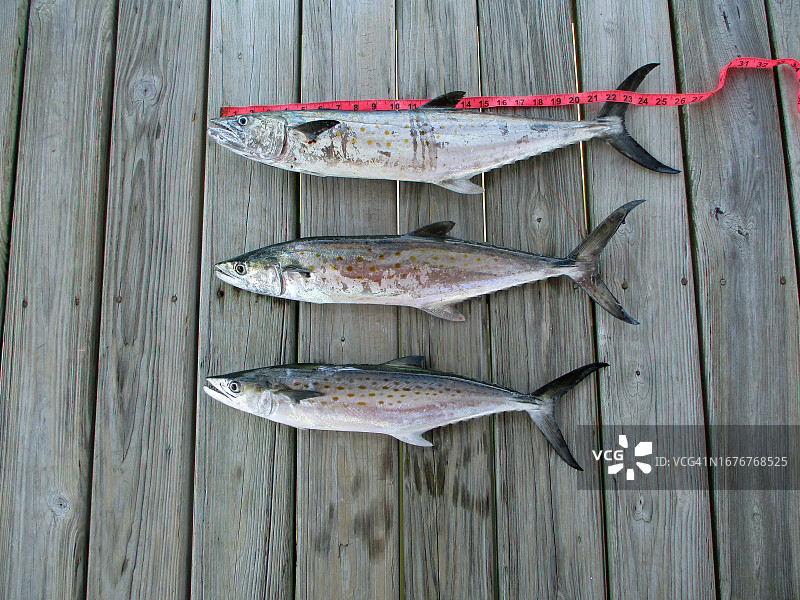 西班牙鲭鱼的捕获图片素材