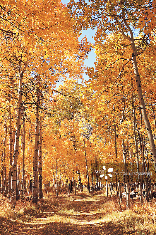 东部内华达山脉中闪耀的金色-橙色-深红色秋色图片素材