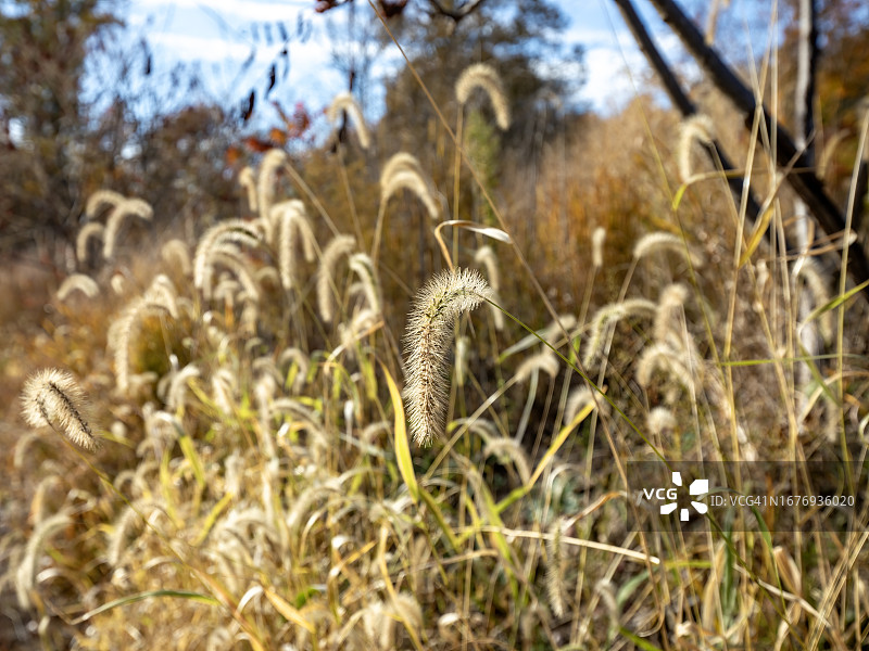 秋季的狗尾草图片素材