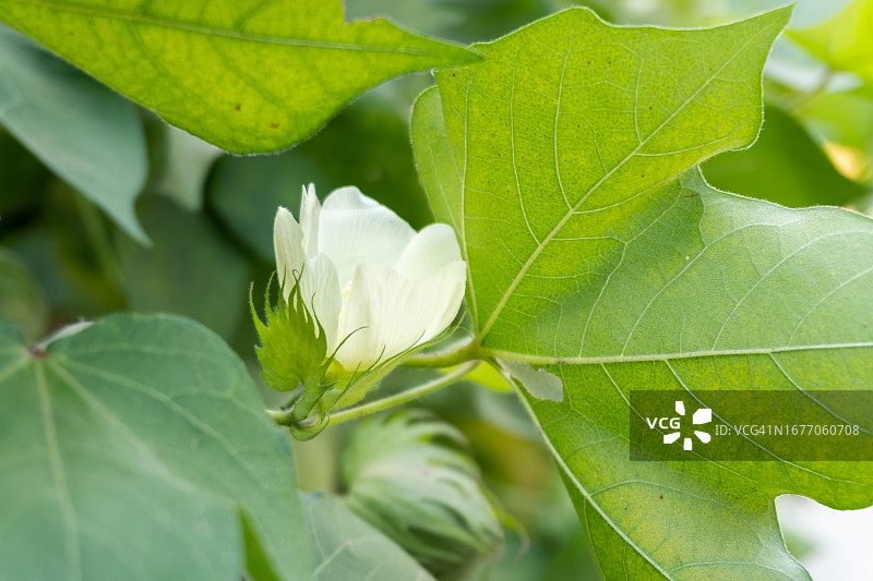 白色棉花特写图片素材