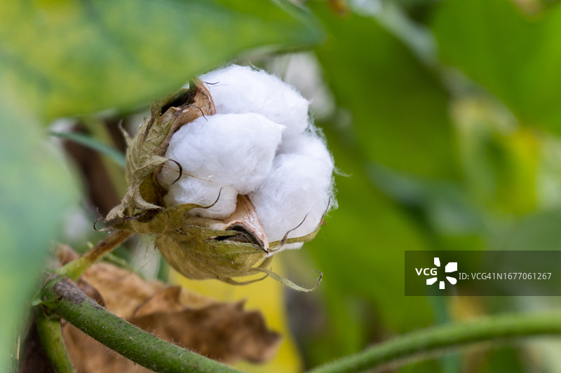 棉花的种植与收获图片素材