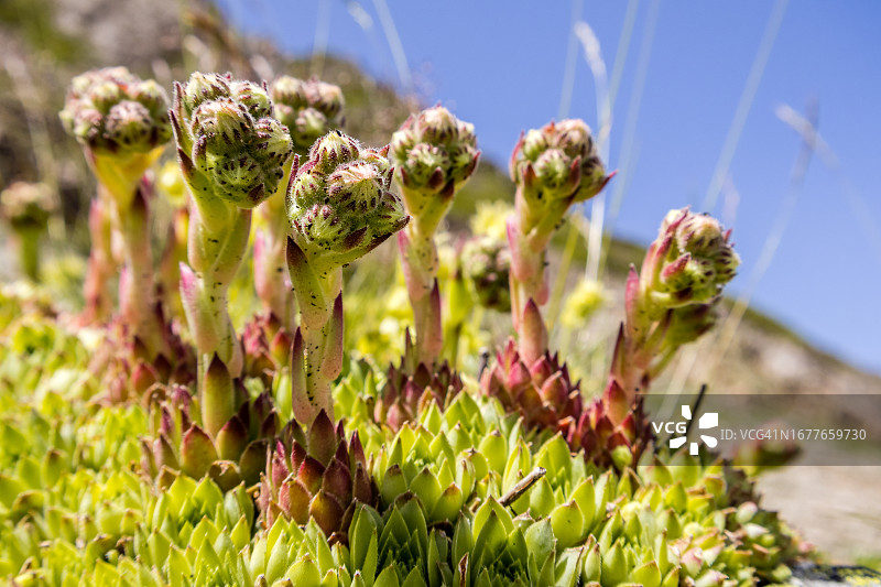 高山景天特写图片素材