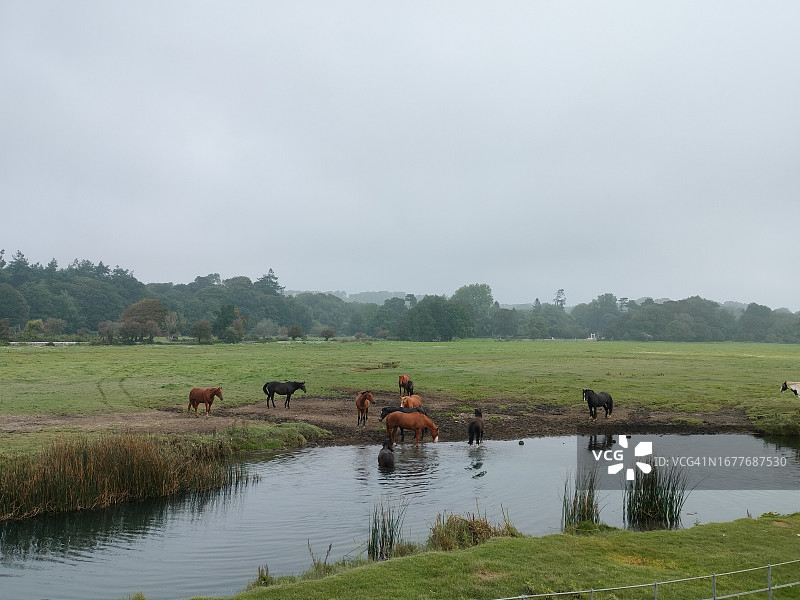 马群在河边饮水图片素材