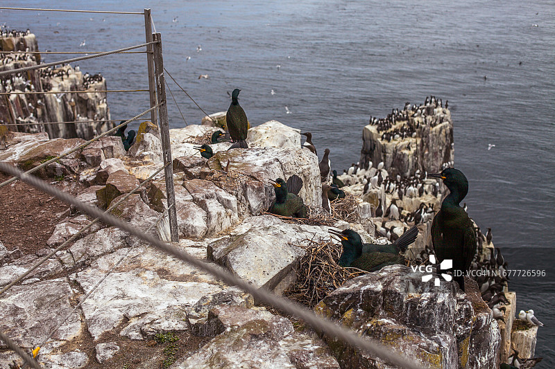 悬崖上的海鸟景观：海鸠、海鸥和鸬鹚图片素材