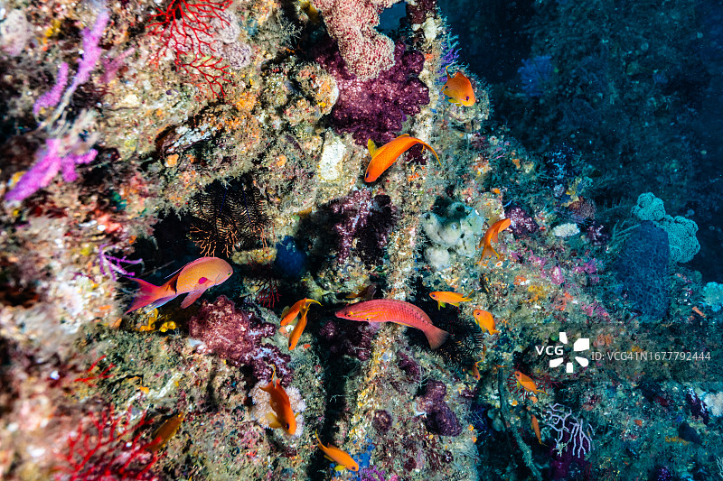 金花鲈鱼在人工鱼礁周围游动，日本三重县尾鹫市图片素材
