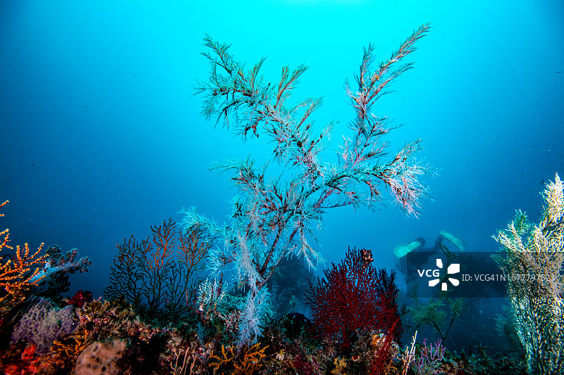 羽毛状黑色珊瑚，蓝色水背景，日本三重县尾鹫市图片素材