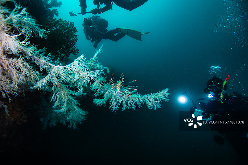 水肺潜水员在日本三重县尾鹫市拍摄黑珊瑚上的狮子鱼图片素材