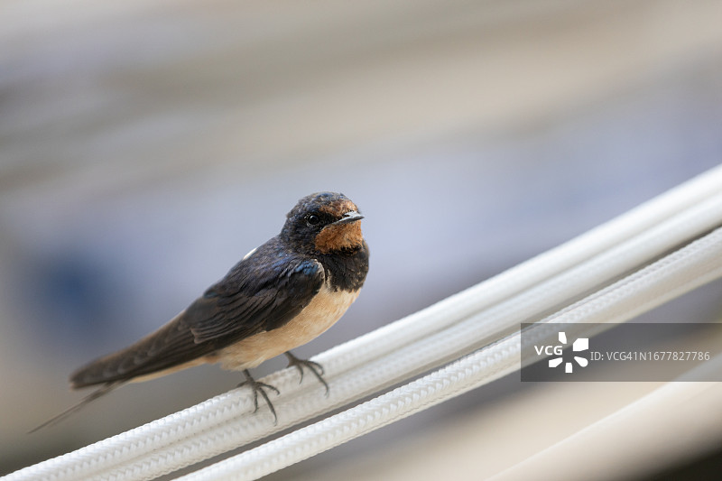 家燕（Hirundo rustica）图片素材