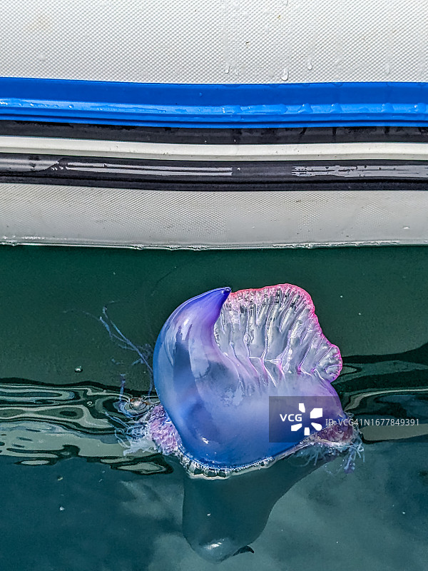 僧帽水母靠近船只图片素材