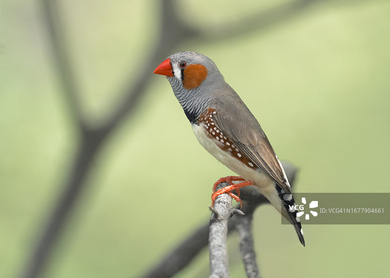 栖息在树枝上的野生雄性斑胸草雀图片素材