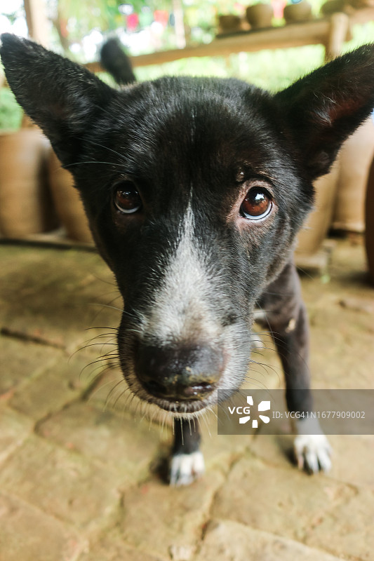 看着镜头的黑色越南犬图片素材