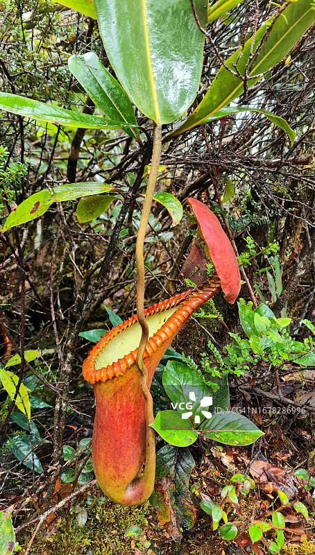 在马来西亚沙巴的辛辛山上发现的大型热带猪笼草侧视图图片素材