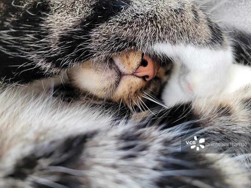 虎斑猫特写用爪子遮住脸图片素材