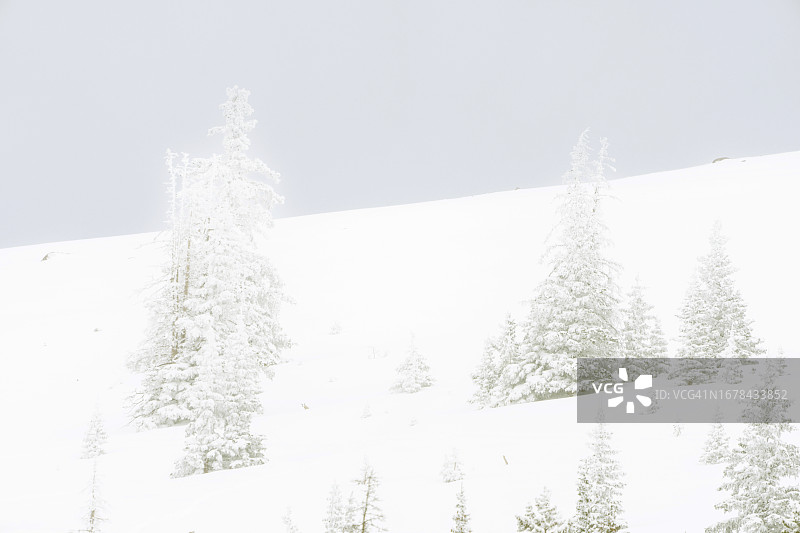 林木线上的新雪图片素材