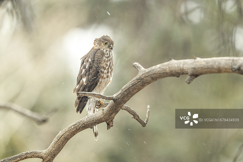 细腰 Accipiter striatus图片素材