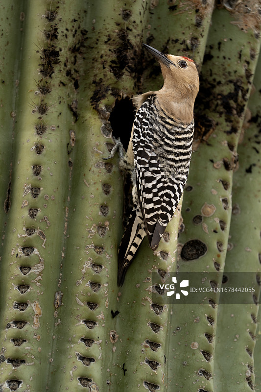 姬拉啄木鸟图片素材