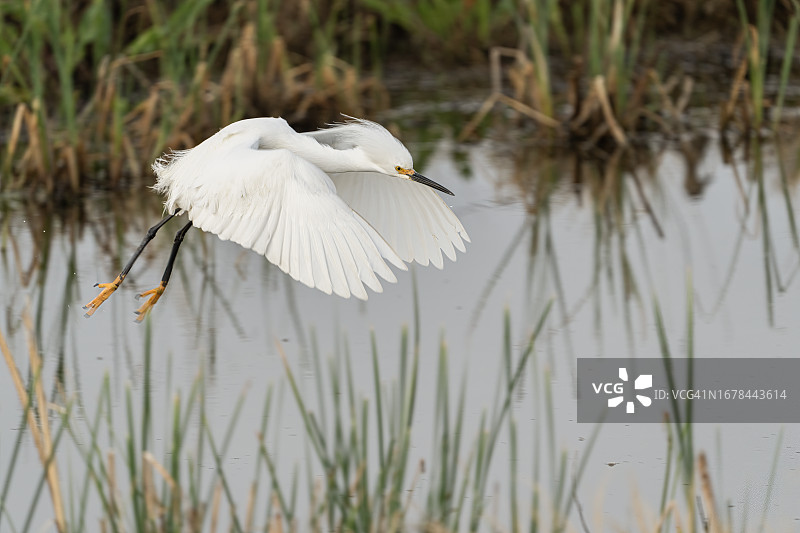 飞翔的雪鹭图片素材