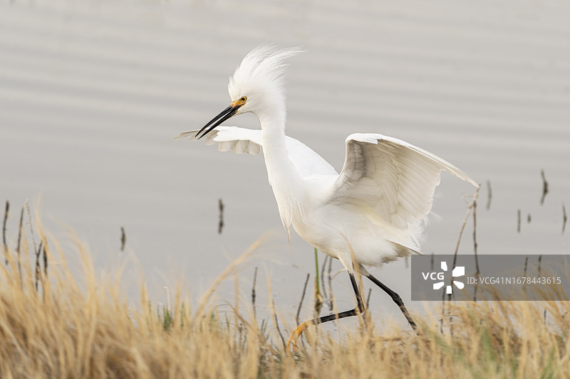 雪鹭展示图片素材