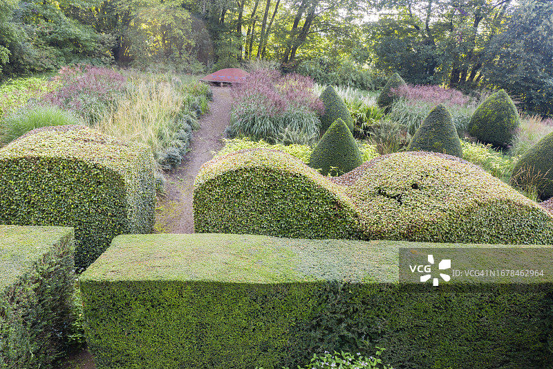 英国威尔士， ornamental grasses和紫杉树篱的景观图片素材