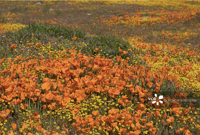 加州罂粟图片素材