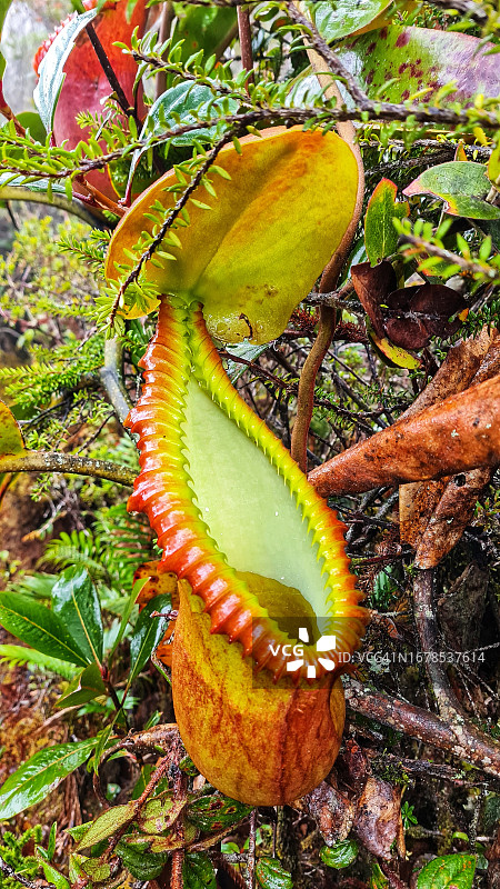 马来西亚沙巴神山山顶小径上的大猪笼草高角度视图图片素材