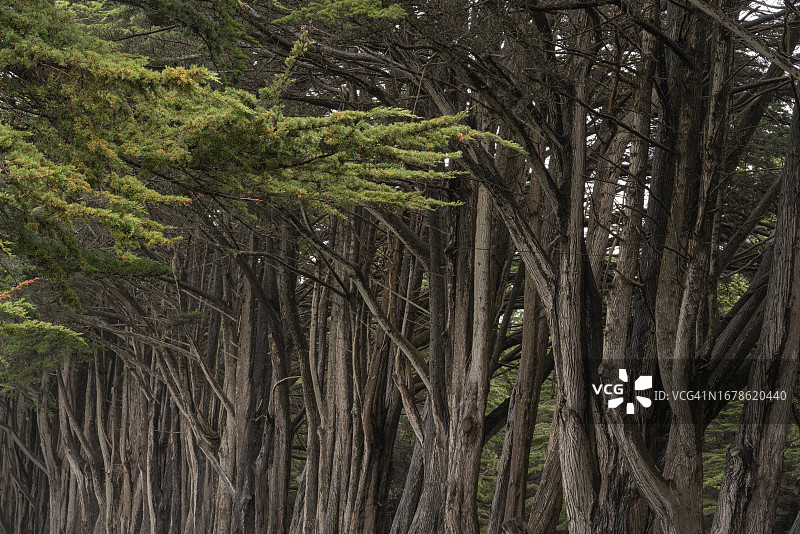蒙特雷柏树图片素材