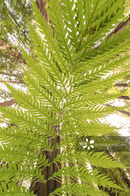 红杉林中的西部剑蕨图片素材