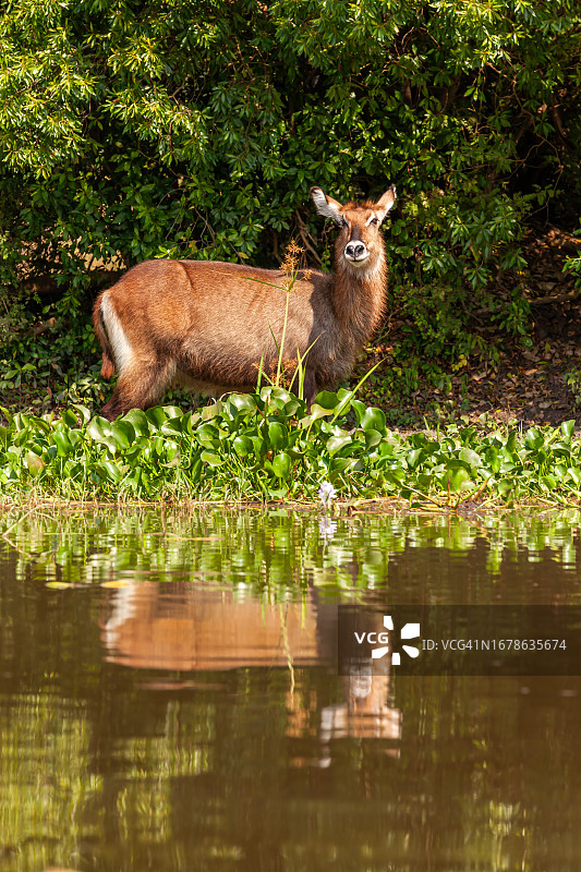 雌性水羚看向镜头图片素材