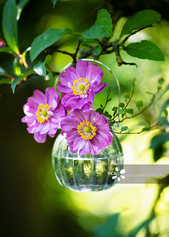 悬挂玻璃花瓶中美丽的粉紫色双重日本银莲花图片素材