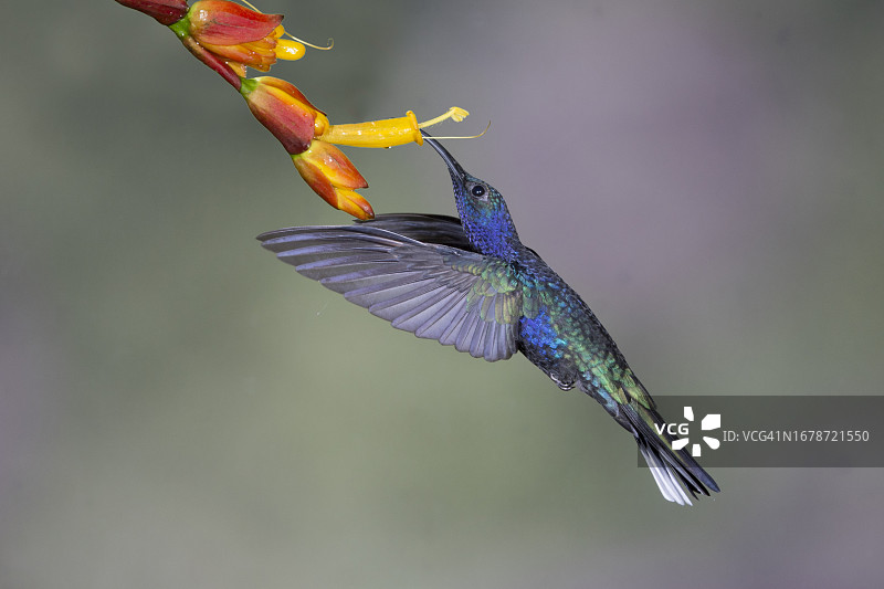 紫军刀翅蜂鸟在花朵上采食图片素材