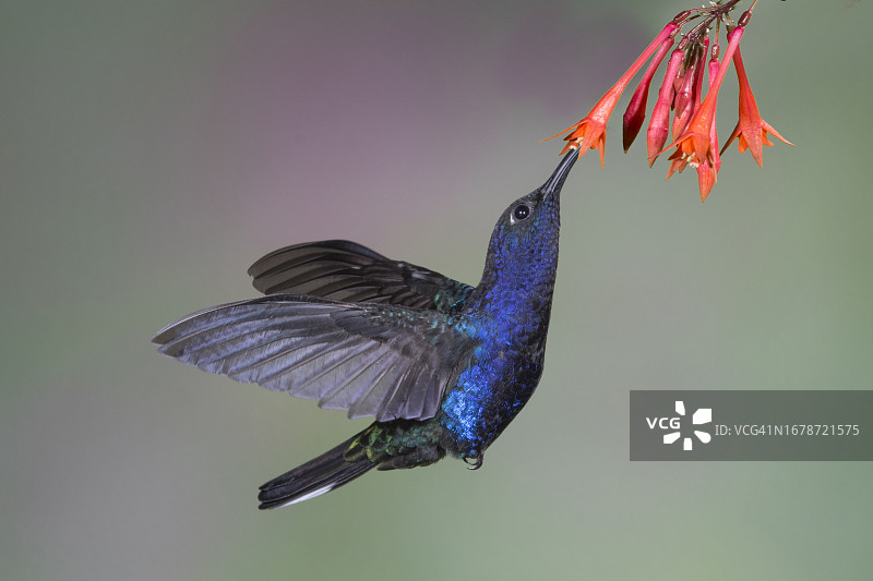 紫军刀翅蜂鸟在花朵上采食图片素材