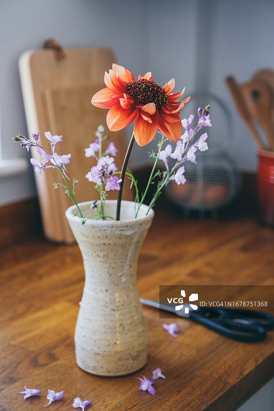 新鲜采摘的大丽花和紫色亚麻荠图片素材