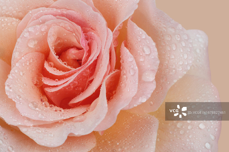 带水滴的桃色玫瑰花瓣图片素材