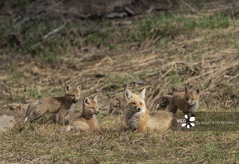 红狐妈妈和三只幼崽在一起休息图片素材