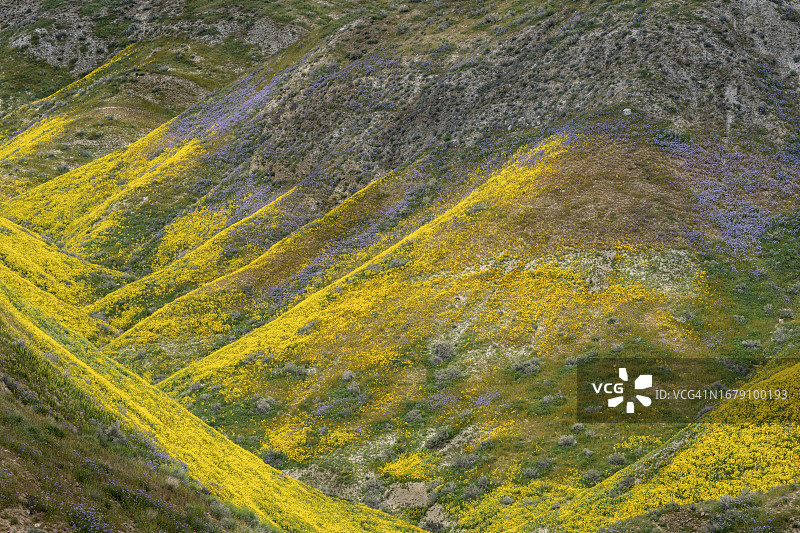 特布勒山脉的春季野花图片素材