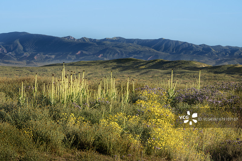 卡里佐平原的沙漠蜡烛图片素材
