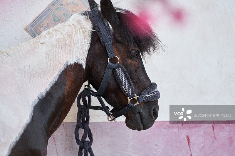 拴在花园里有粉色花的马图片素材