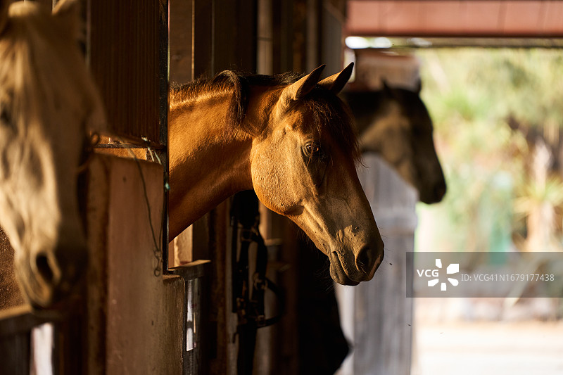 马厩里的马匹图片素材