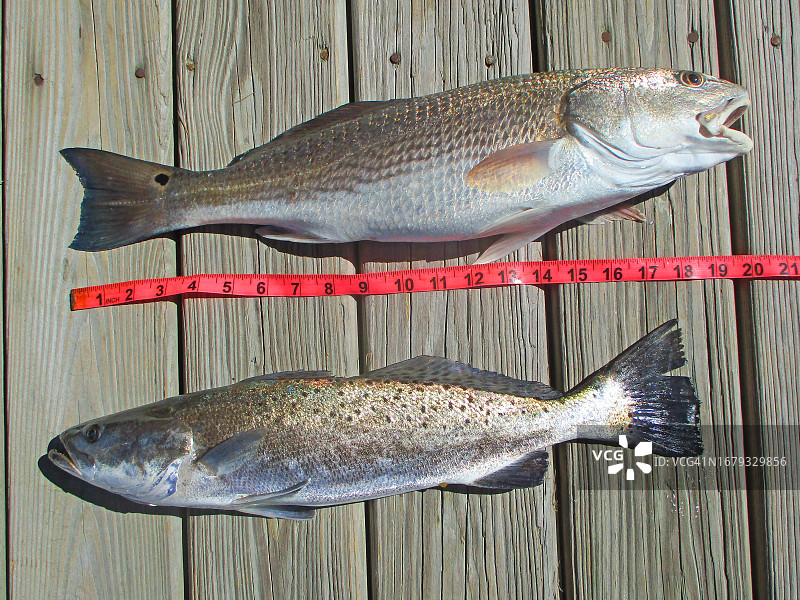 红鱼、海鳟鱼、卷尺图片素材