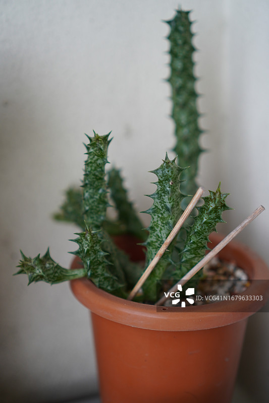 秘鲁天轮柱仙人掌图片素材