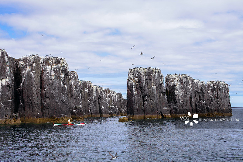 海鸠、海鸥和鸬鹚：法恩群岛的鸟类市场图片素材
