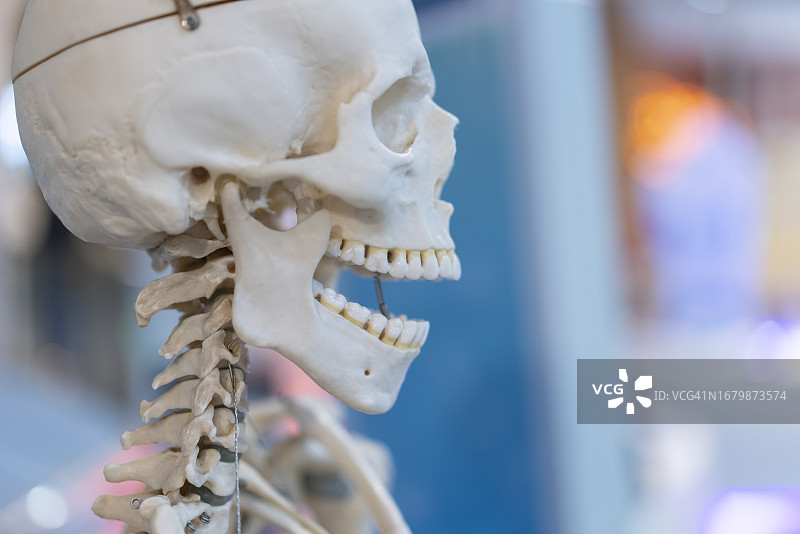 医学教育和培训用人体骨骼骷髅特写图片素材