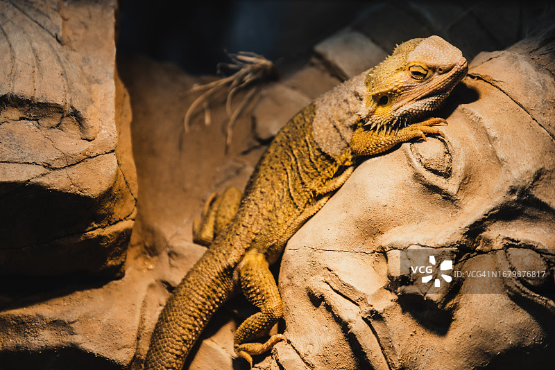 在玻璃容器中休息的胡须龙图片素材