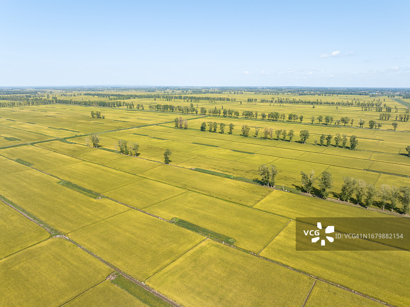 秋季整齐排列的稻田图片素材