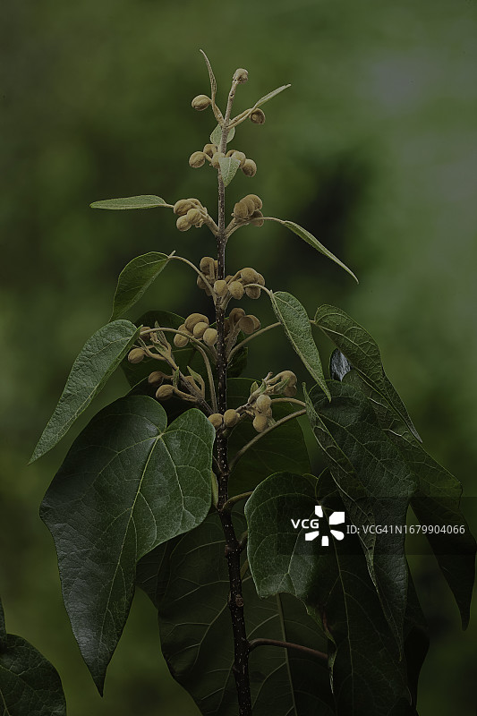 毛泡桐花蕾图片素材