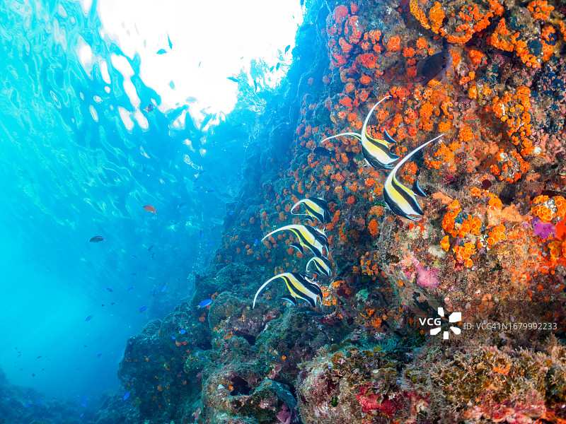 日本静冈县伊豆半岛水下摄影：丝鲹图片素材