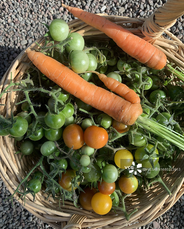 绿黄色番茄和胡萝卜在篮子里图片素材