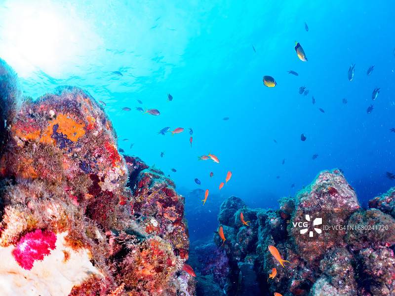 美丽的软珊瑚和红线金鱼图片素材